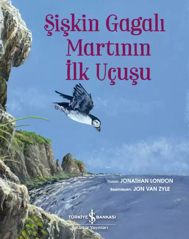 Şişkin Gagalı Martının İlk Uçuşu,